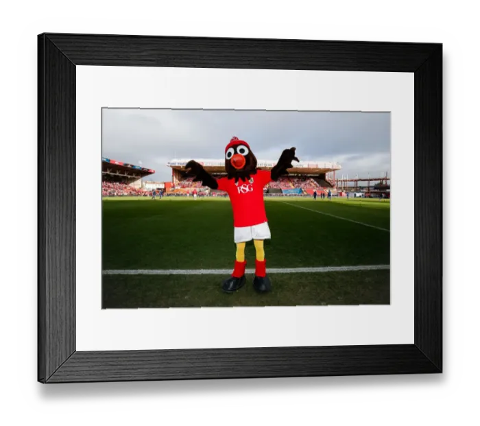 Framed Print : Bristol City's Scrumpy the Robin Ready for FA Cup Showdown Against West Ham United Framed Print : Bristol City's Scrumpy the Robin Ready for FA Cup Showdown Against West Ham United