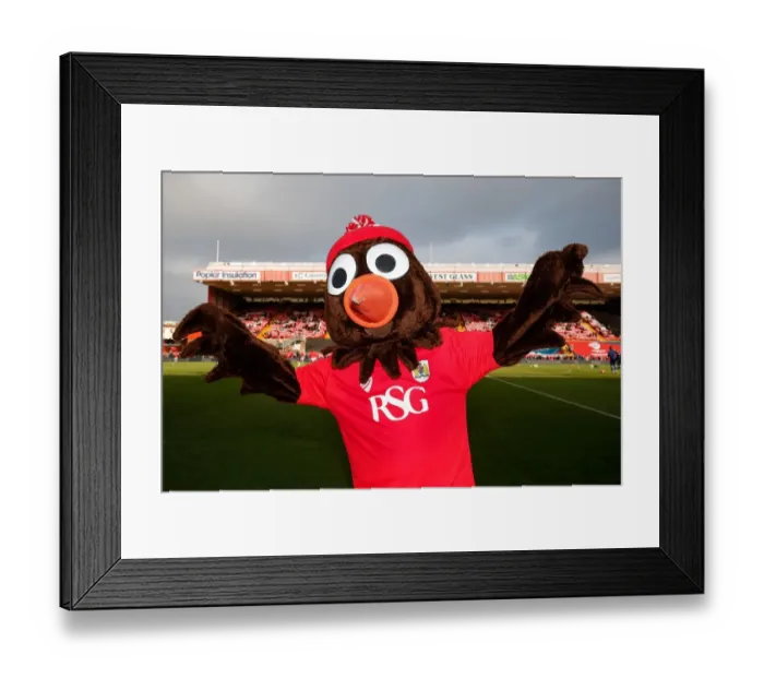 Framed Print : Bristol City's Scrumpy the Robin Ready for FA Cup Battle against West Ham United