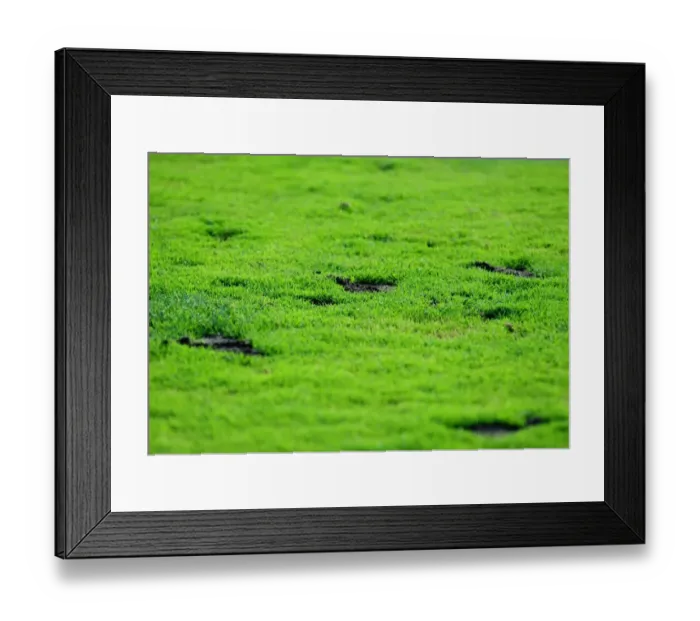 Framed Print : Divots on the Pitch: Helsingborgs IF vs. Bristol City