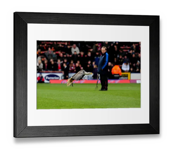 Framed Print : Crystal Palace v Bristol City