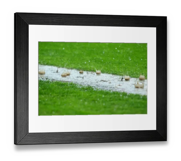 Framed Print : Championship Showdown in the Downpour: Sheffield United vs. Bristol City, 23rd April 2011 (Bramall Lane) Framed Print : Championship Showdown in the Downpour: Sheffield United vs. Bristol City, 23rd April 2011 (Bramall Lane)