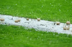 Sheffield United V Bristol City Prints: Championship Showdown in the Downpour: Sheffield United vs
