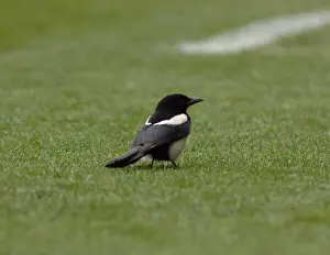 Stoke City vs. Bristol City: A Football Rivalry - Season 07-08